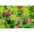 ASTRANTIA 'Roma'