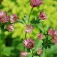 ASTRANTIA 'Roma'