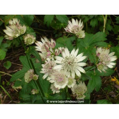 ASTRANTIA major subsp. involucrata \'Shaggy\' - Astrance \'Shaggy\'