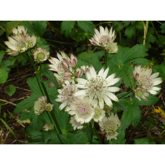 ASTRANTIA major subsp. involucrata 'Shaggy'