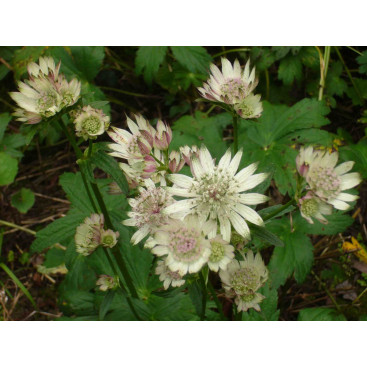 ASTRANTIA major subsp. involucrata \'Shaggy\'