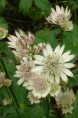 ASTRANTIA major subsp. involucrata 'Shaggy'