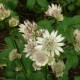 ASTRANTIA major subsp. involucrata 'Shaggy'