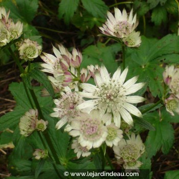 ASTRANTIA major subsp. involucrata &#039;Shaggy&#039;