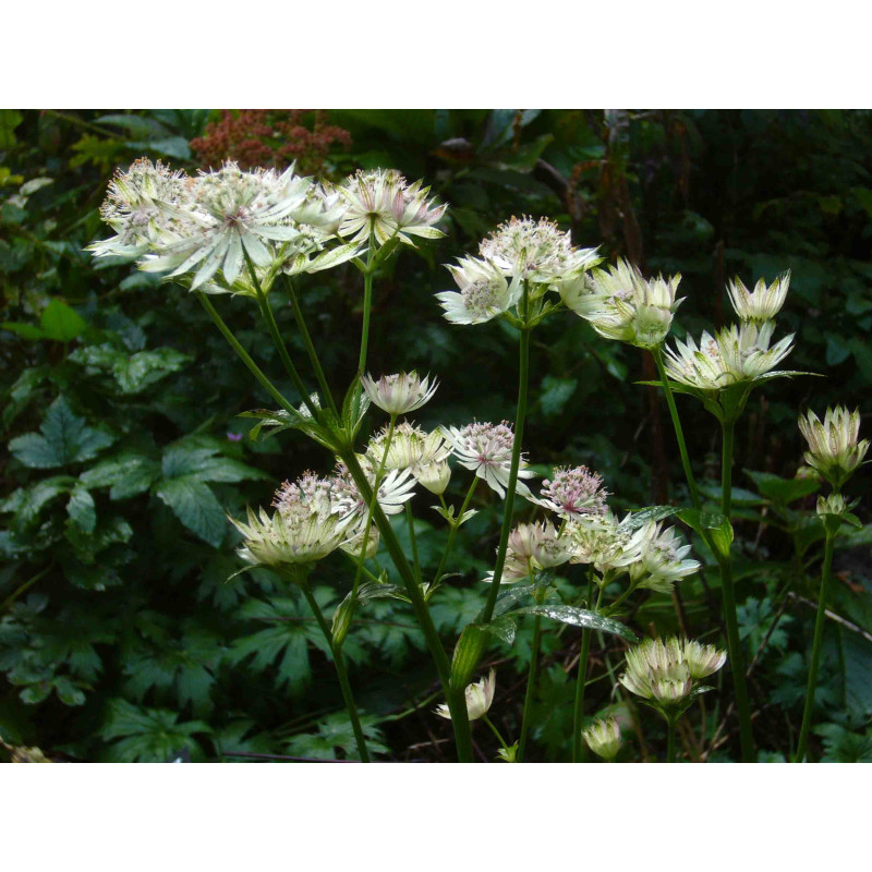 ASTRANTIA major subsp. involucrata 'Shaggy'