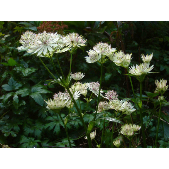 ASTRANTIA major subsp. involucrata 'Shaggy'