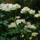 ASTRANTIA major subsp. involucrata 'Shaggy'