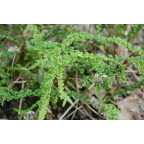 ATHYRIUM filix-femina 'Frizelliae'