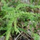 ATHYRIUM filix-femina 'Frizelliae'