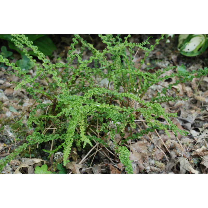 ATHYRIUM filix-femina 'Frizelliae'