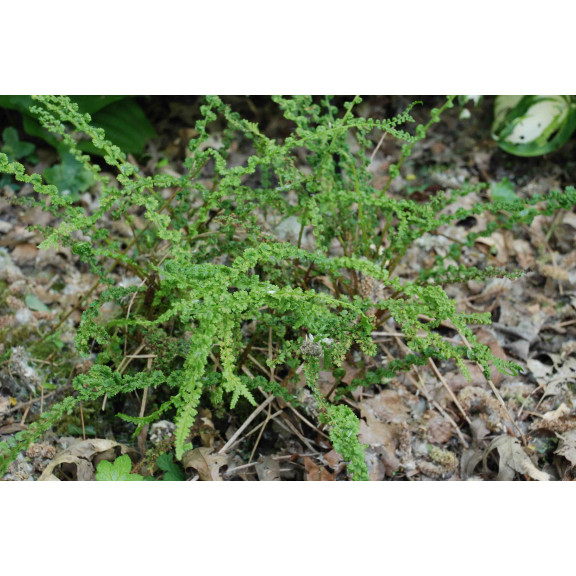 ATHYRIUM filix-femina 'Frizelliae'
