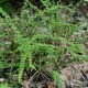 ATHYRIUM filix-femina 'Frizelliae'