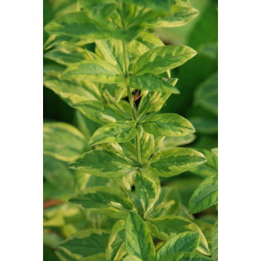 LYSIMACHIA punctata \'Ivy Maclean\'