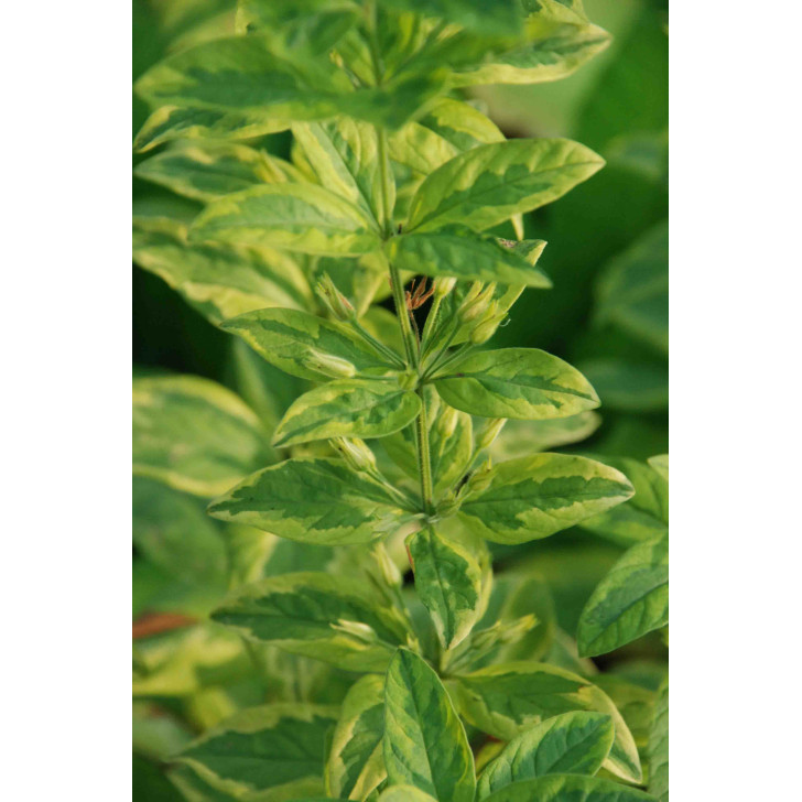 LYSIMACHIA punctata 'Ivy Maclean'