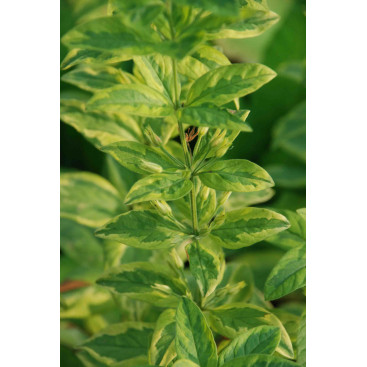 LYSIMACHIA punctata \'Ivy Maclean\'