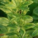 LYSIMACHIA punctata 'Ivy Maclean'