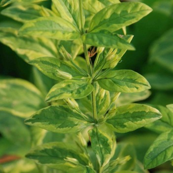 LYSIMACHIA punctata &#039;Ivy Maclean&#039;