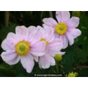 ANEMONE hybrida \'K&ouml;nigin Charlotte\' - An&eacute;mone du japon \'K&ouml;nigin Charlotte\'