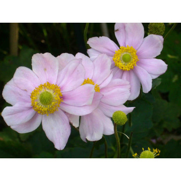 ANEMONE hybrida \'K&ouml;nigin Charlotte\'