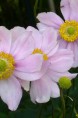 ANEMONE hybrida 'Königin Charlotte'