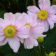 ANEMONE hybrida 'Königin Charlotte'