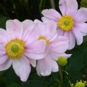 ANEMONE hybrida 'Whirlwind', Anémone du Japon, blanc - Le Jardin d'eau