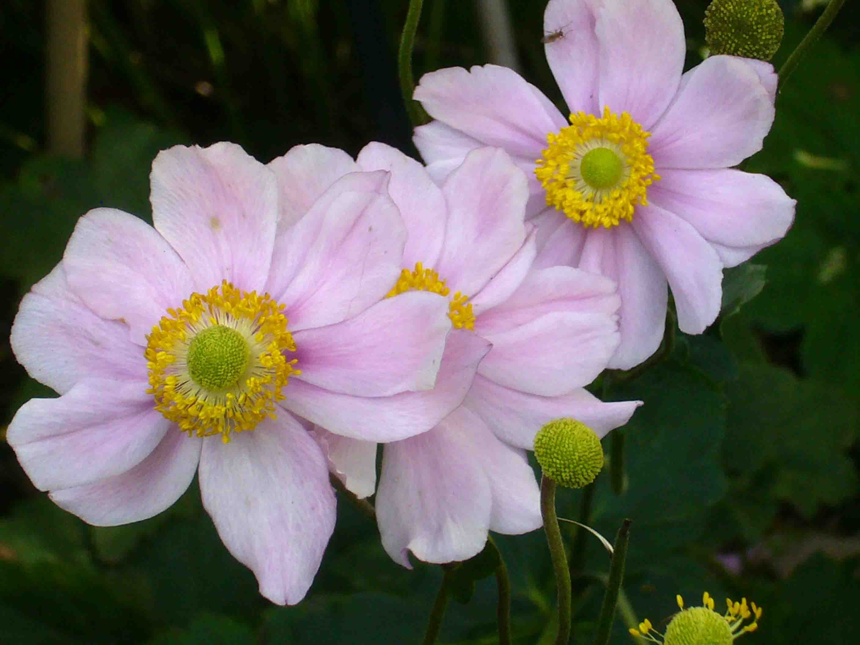 ANEMONE hybrida 'Königin Charlotte', Anémone du Japon -Le Jardin d'eau