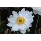 ANEMONE hybrida 'Whirlwind' ANEMONE hybrida 'Whirlwind'