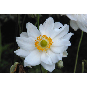 ANEMONE hybrida \'Whirlwind\'