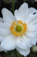 ANEMONE hybrida 'Whirlwind'