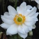 ANEMONE hybrida 'Whirlwind'