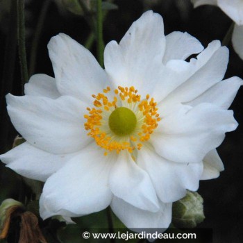 ANEMONE hybrida &#039;Whirlwind&#039;