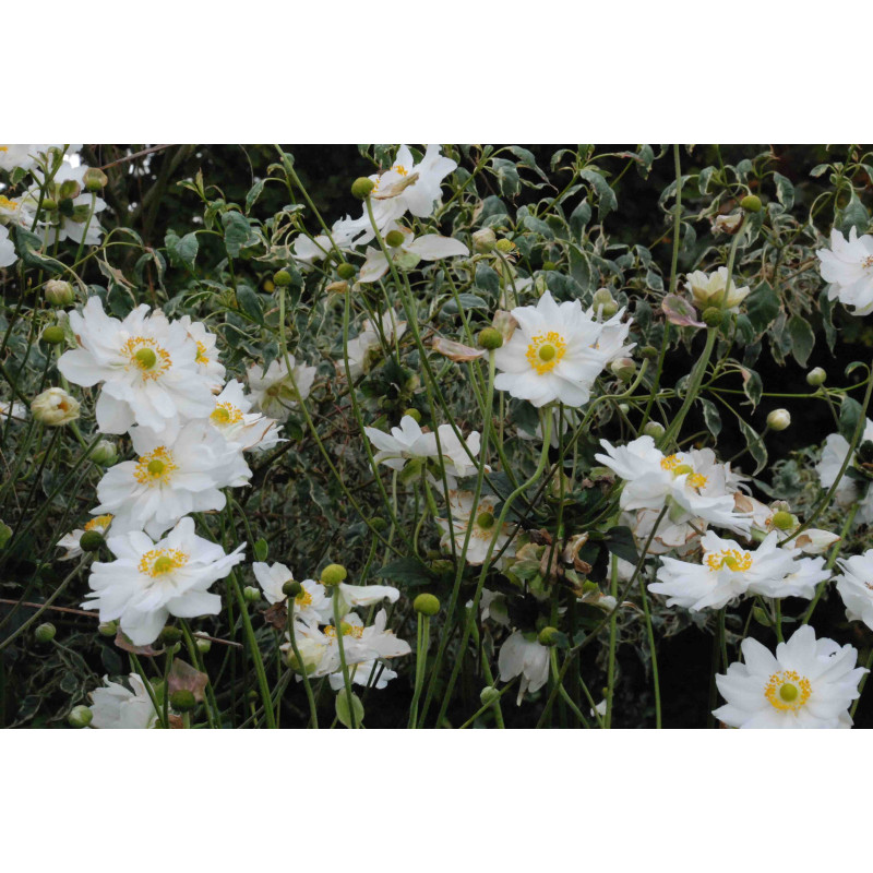 ANEMONE hybrida 'Whirlwind' ANEMONE hybrida 'Whirlwind'