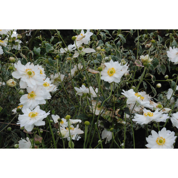 ANEMONE hybrida 'Whirlwind'