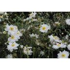 ANEMONE hybrida 'Whirlwind' ANEMONE hybrida 'Whirlwind'
