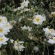 ANEMONE hybrida 'Whirlwind'