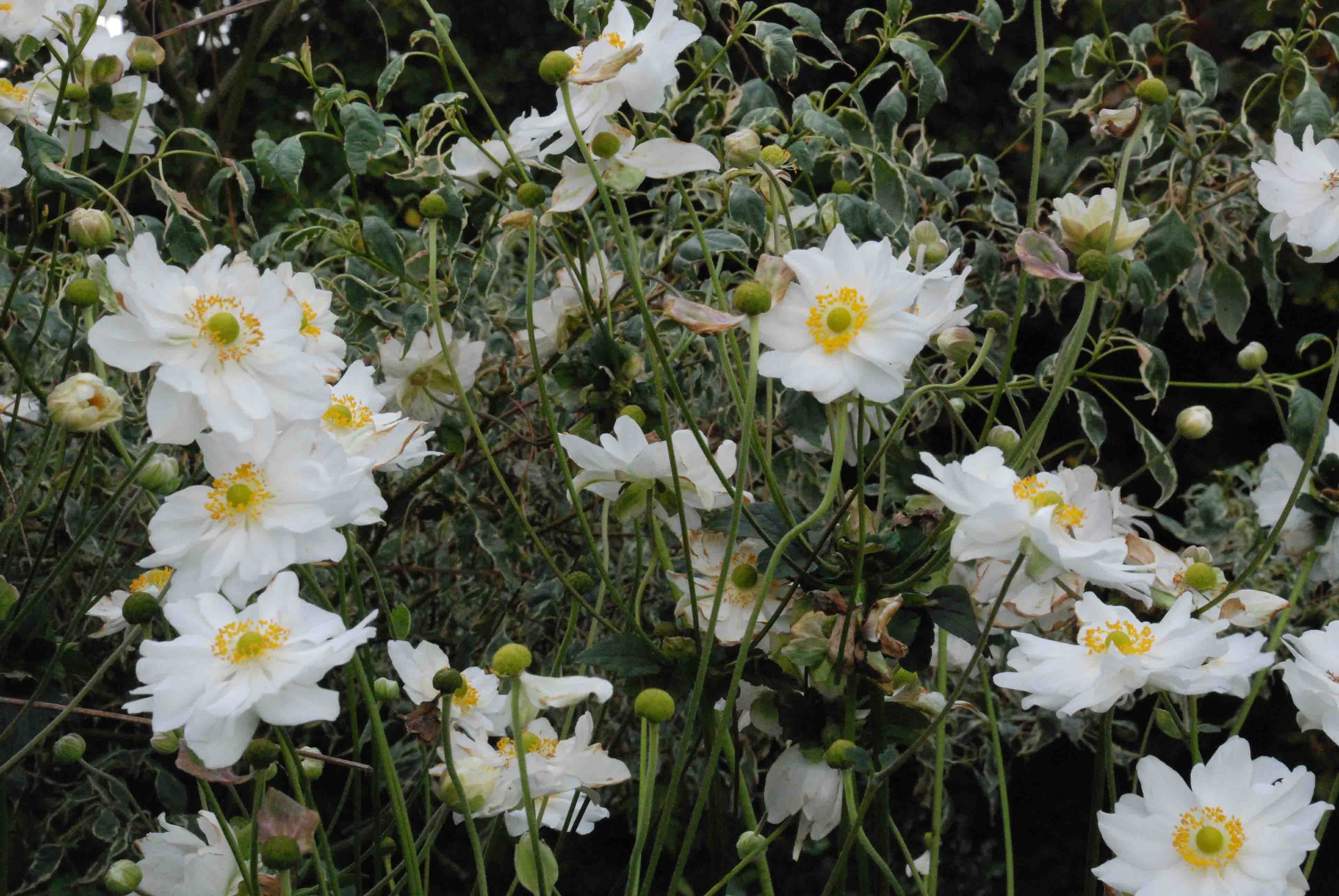 ANEMONE hybrida 'Whirlwind', Anémone du Japon, blanc - Le Jardin d'eau