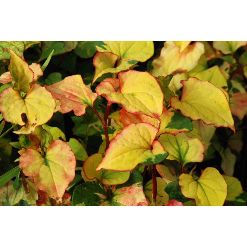 HOUTTUYNIA cordata 'Joker's Gold'