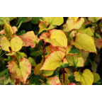 HOUTTUYNIA cordata 'Joker's Gold'