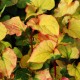 HOUTTUYNIA cordata 'Joker's Gold'