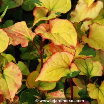 HOUTTUYNIA cordata &#039;Joker&#039;s Gold&#039;