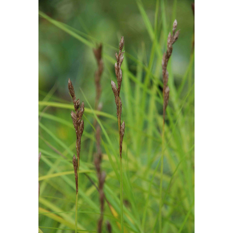 CAREX muskingumensis
