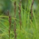 CAREX muskingumensis