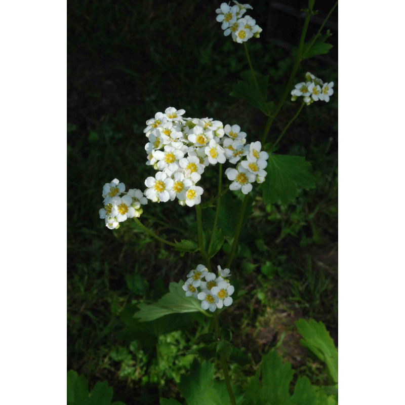 BOYKINIA aconitifolia