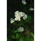 BOYKINIA aconitifolia