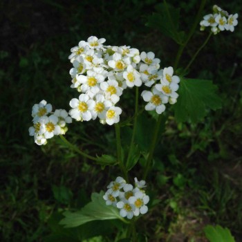 BOYKINIA aconitifolia