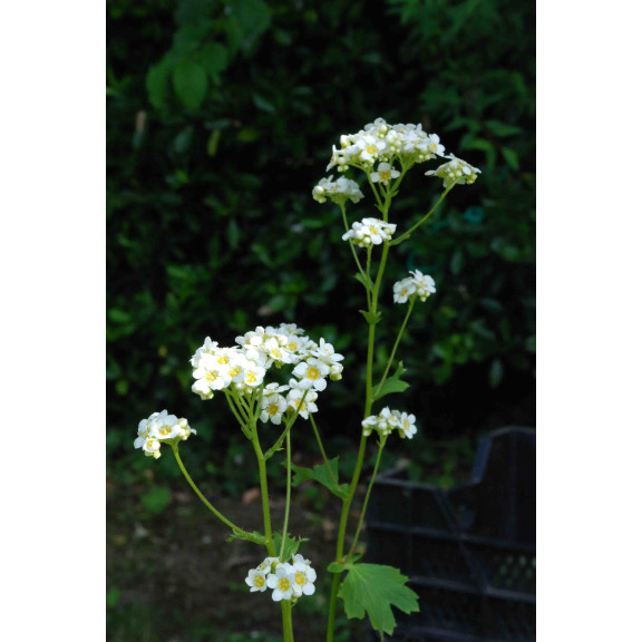 BOYKINIA aconitifolia