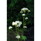 BOYKINIA aconitifolia