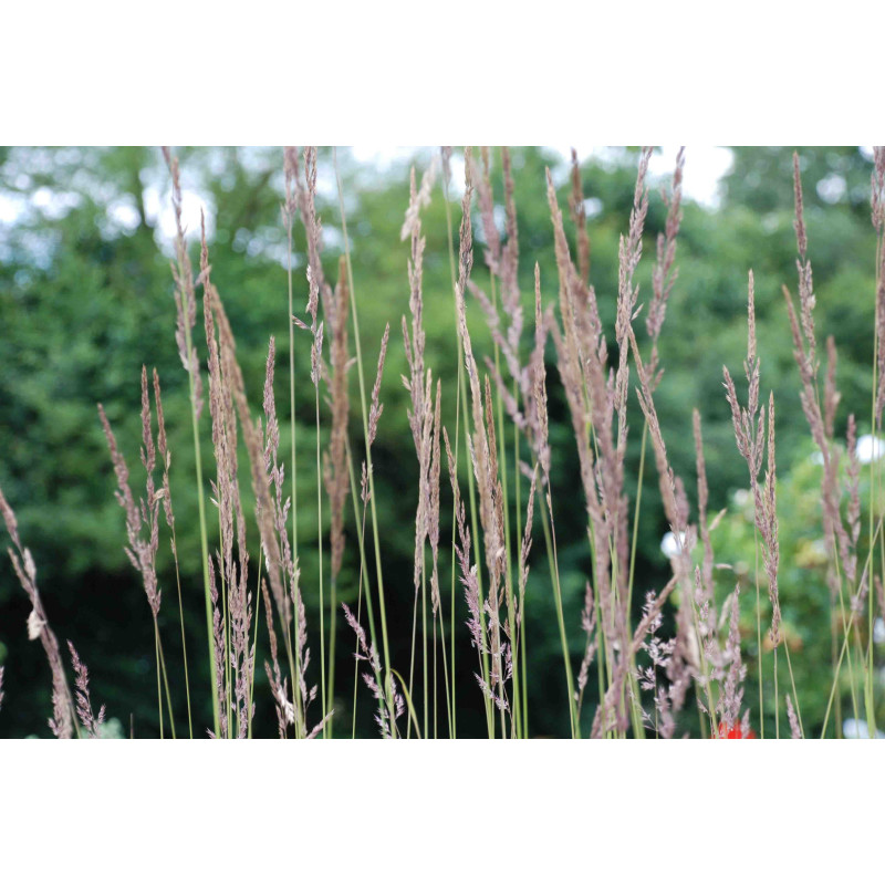 CALAMAGROSTIS x acutiflora 'Karl Foerster'