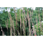 CALAMAGROSTIS x acutiflora 'Karl Foerster'